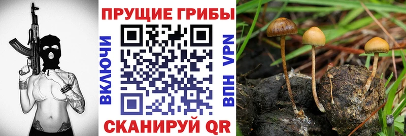 Купить где Данков Галлюциногенные грибы ЛСД